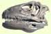 Deinonychus skull