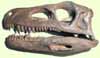 Herrerasaurus skull